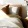 a bed with a white and brown comforter